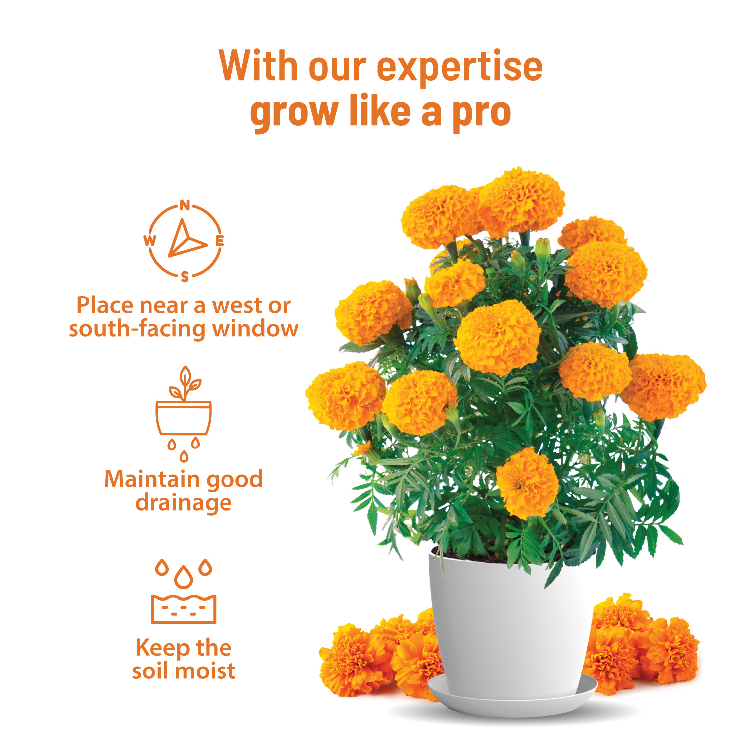 Marigold Kit