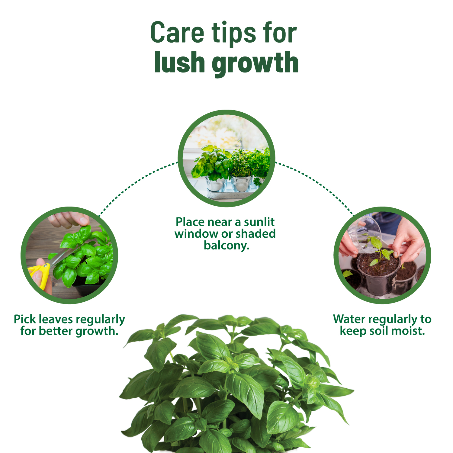 Treasures Italian Basil Kit