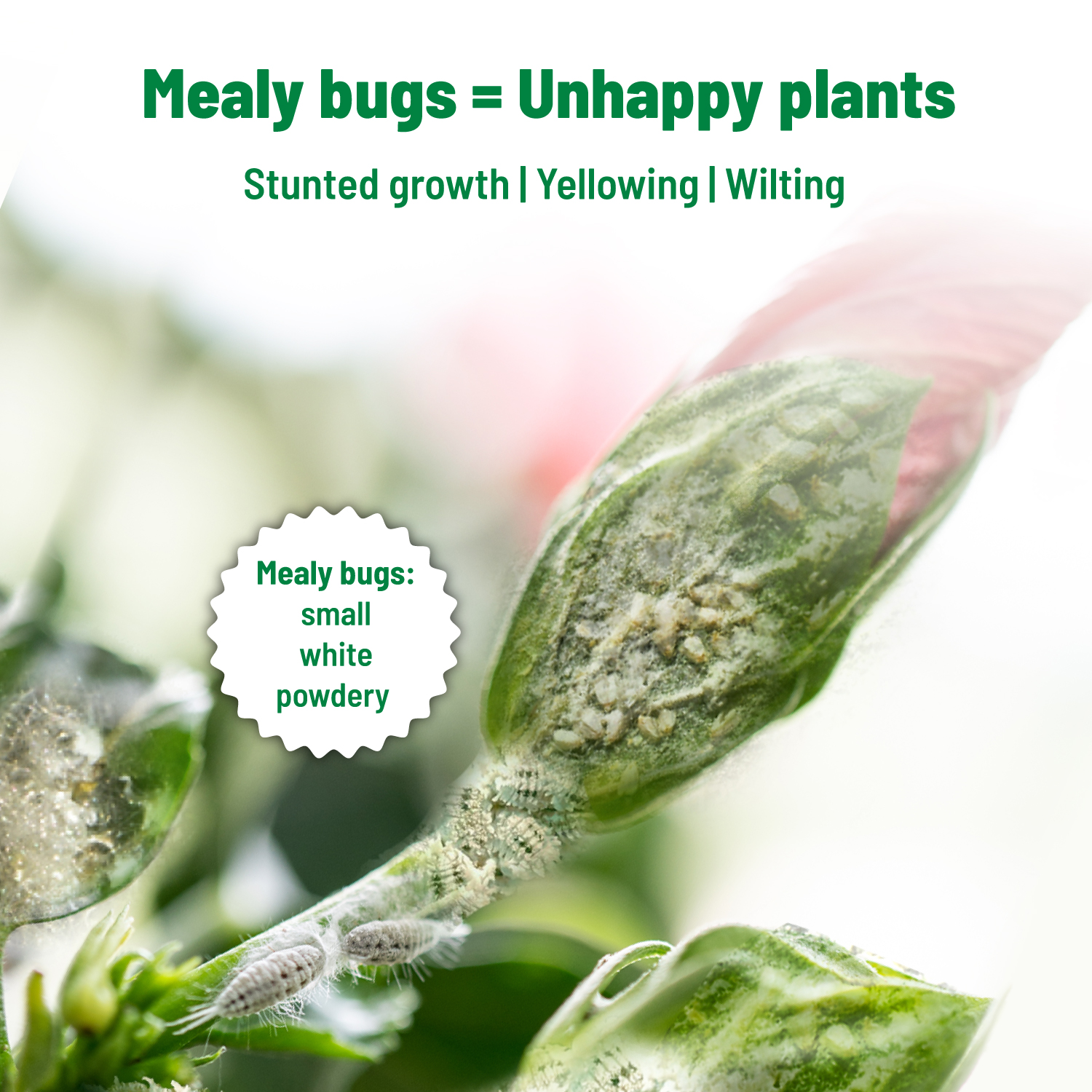 Mealy Bug 500 ml