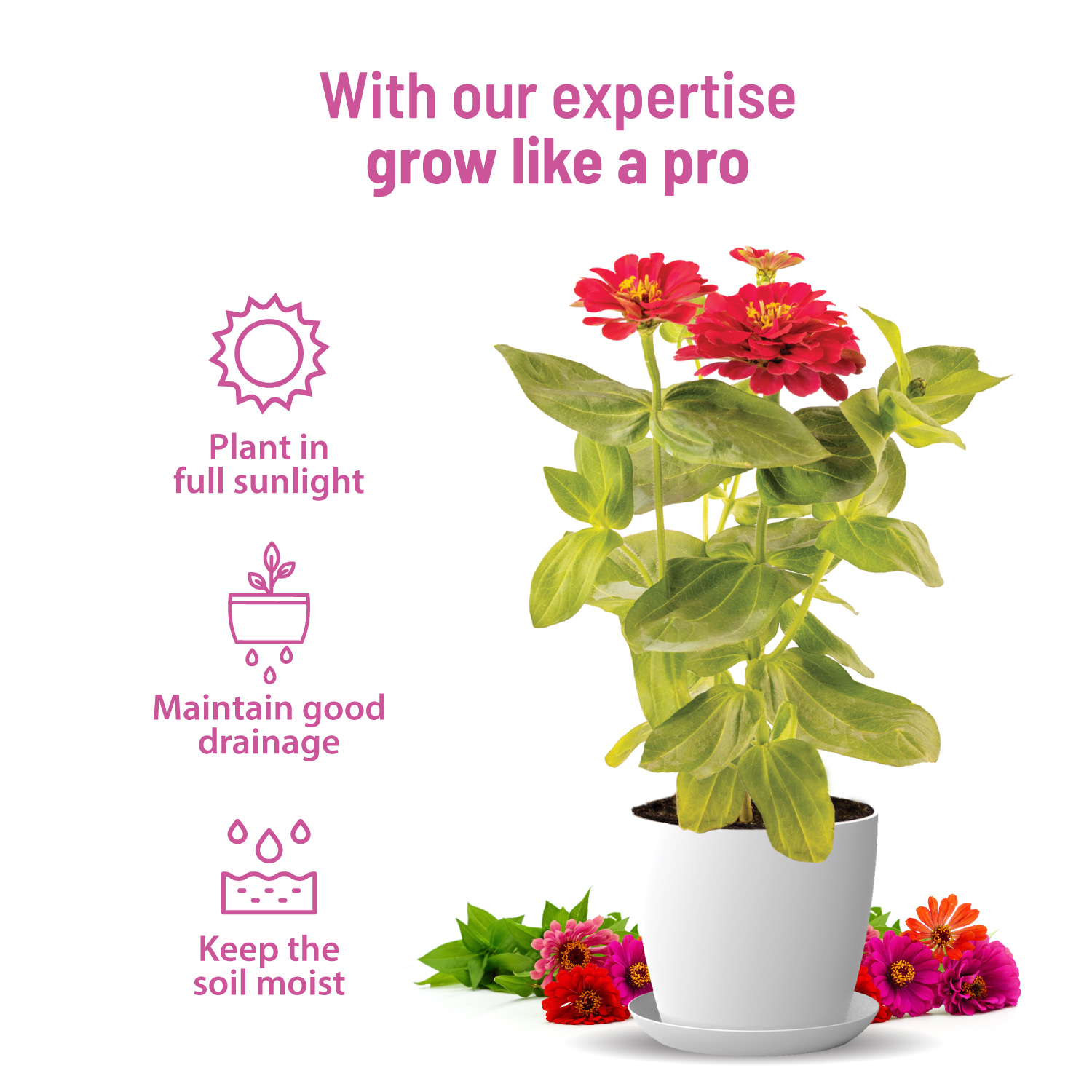 Zinnia Kit