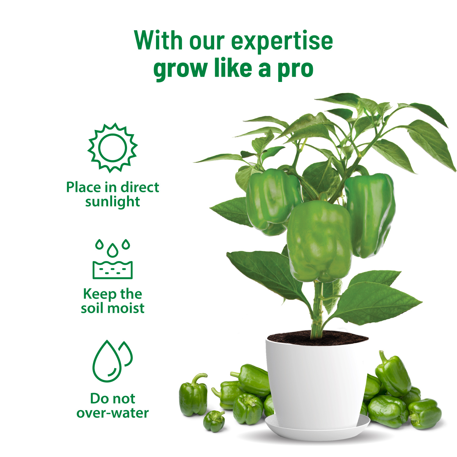 Capsicum Kit