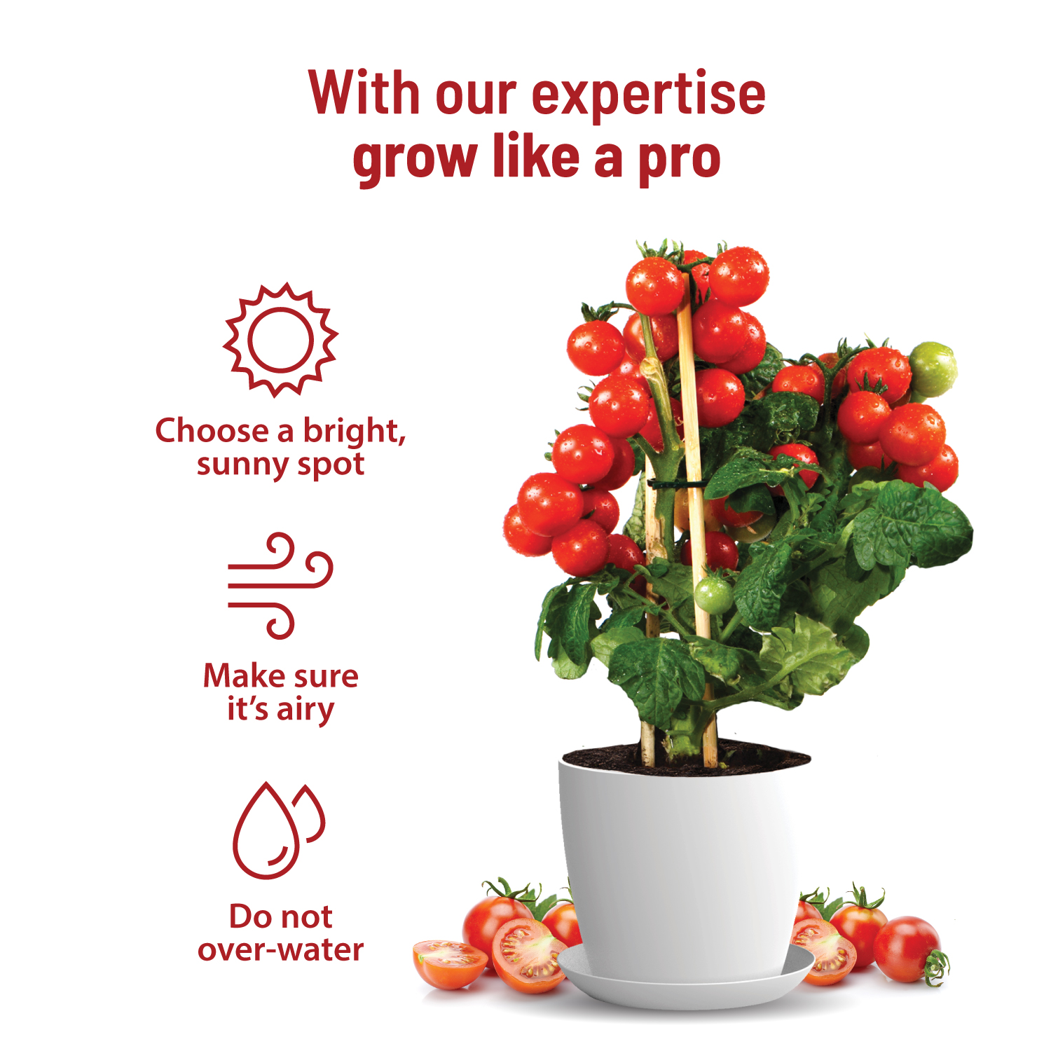 Cherry Tomato Kit