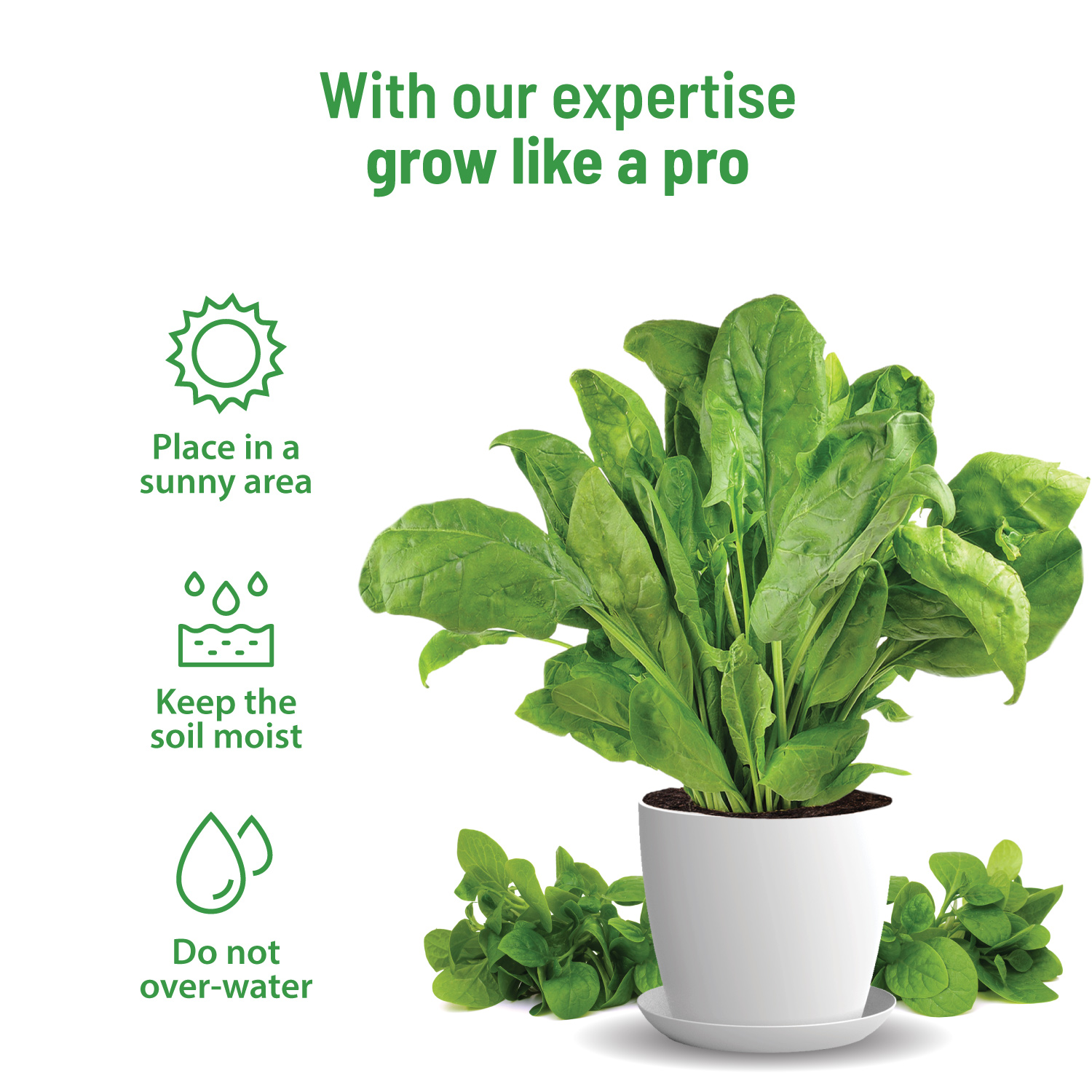Spinach Kit
