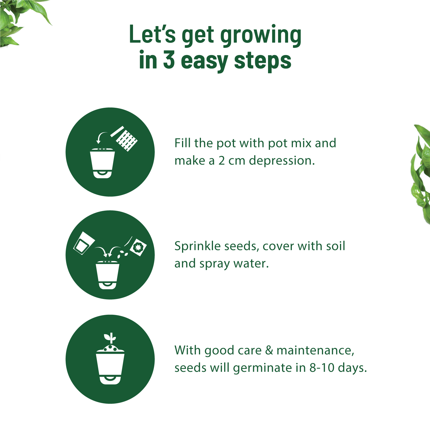 Italian Basil Kit