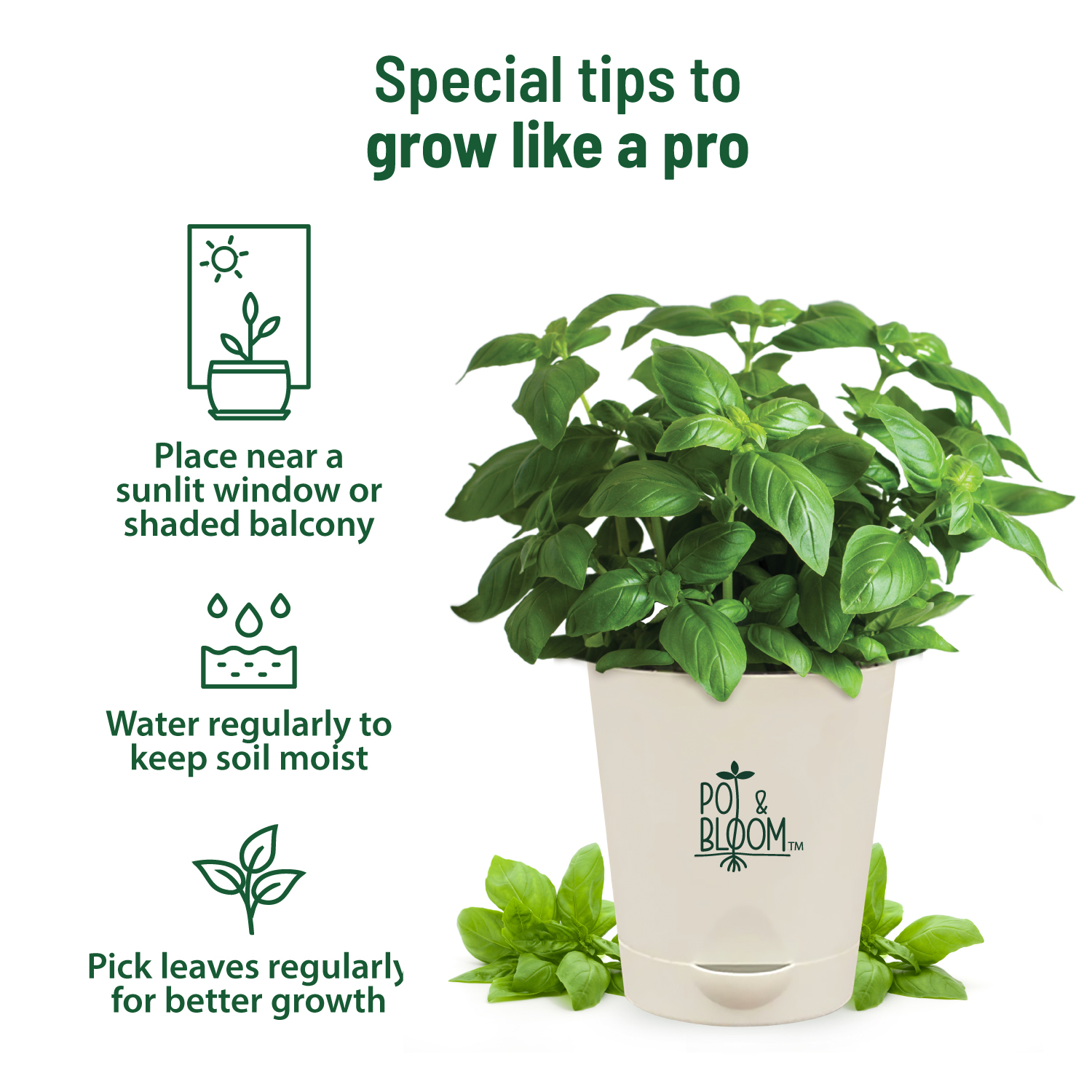 Italian Basil Kit