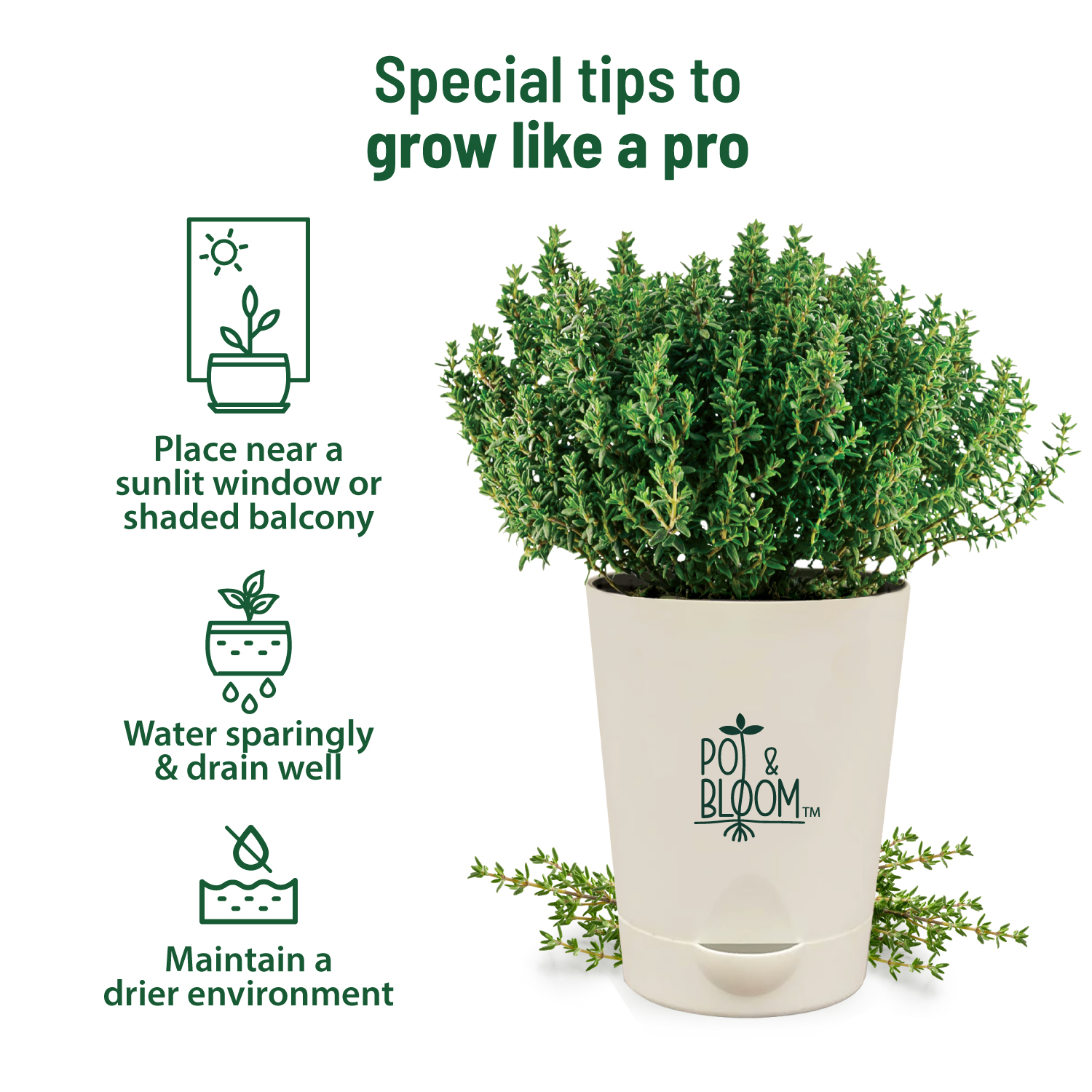 Thyme Kit