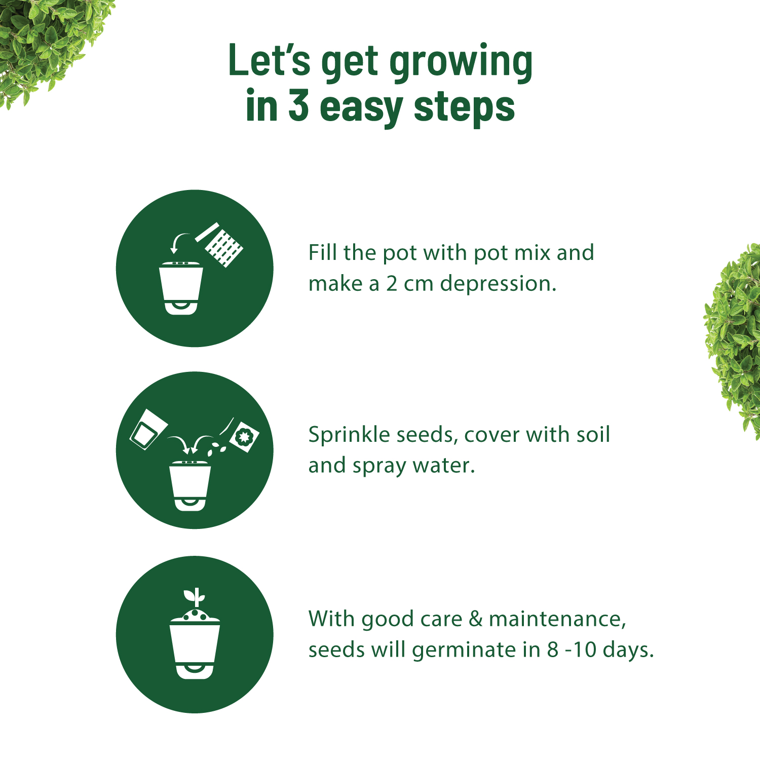 Oregano Kit