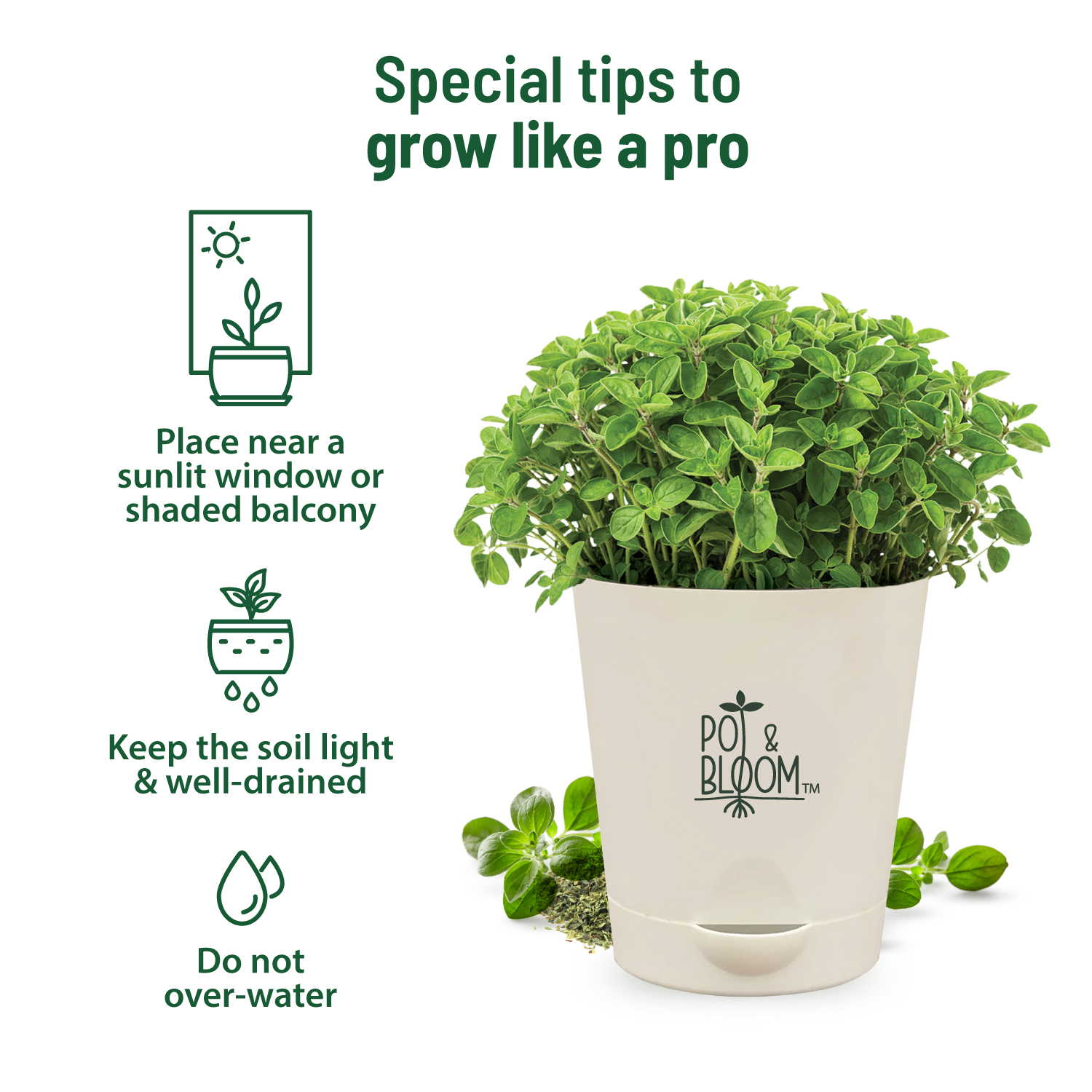 Oregano Kit