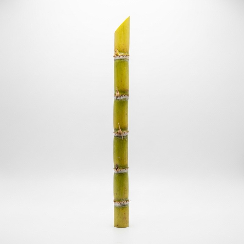 Fresh Sugar Cane - 1 Piece by Prosopyaaree